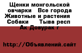 Щенки монгольской овчарки - Все города Животные и растения » Собаки   . Тыва респ.,Ак-Довурак г.